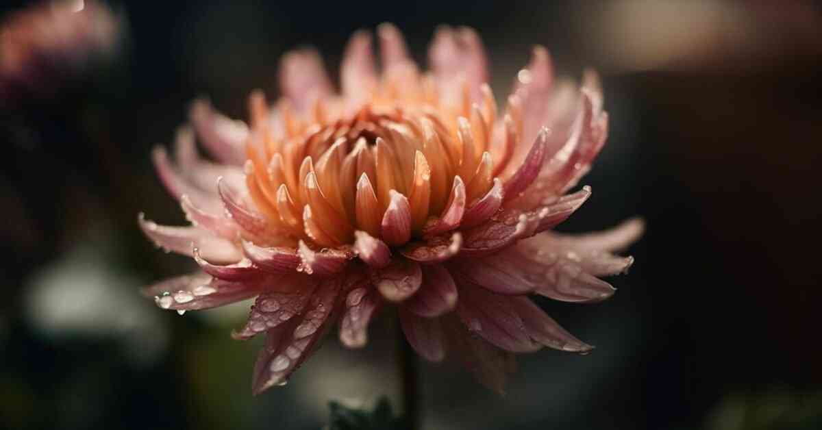 dahlia dimples